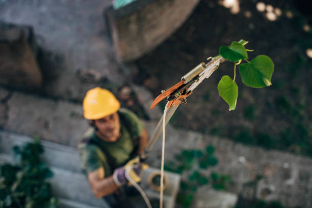 Best Tree Removal Near Me  in Camp Barrett, VA